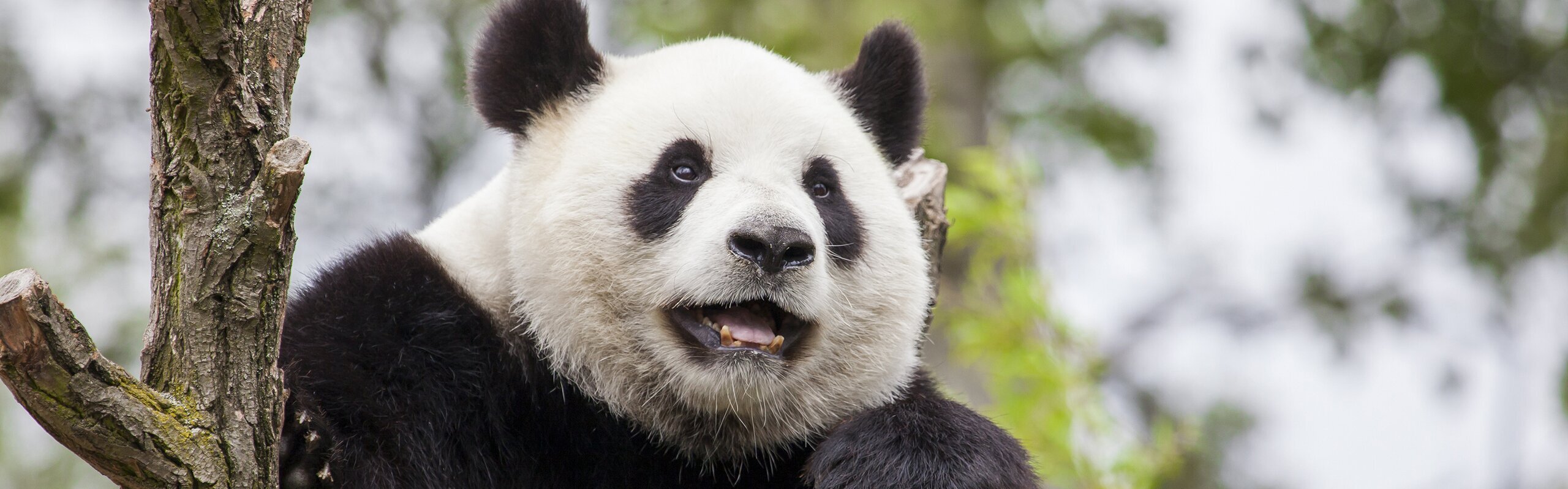 Top Chengdu Tours 2025/2026: Pandas, Food, Slow-Paced Escape