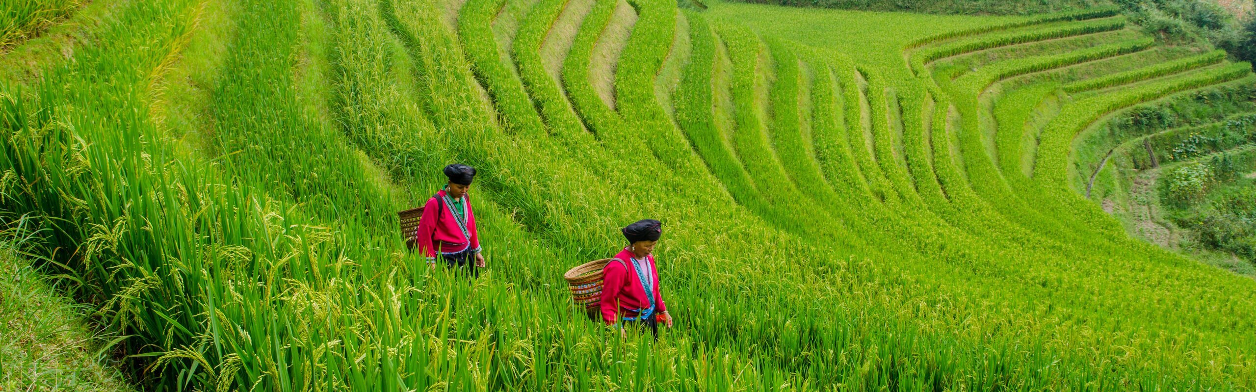 The Longsheng Rice Terraces (World's Most Incredible)