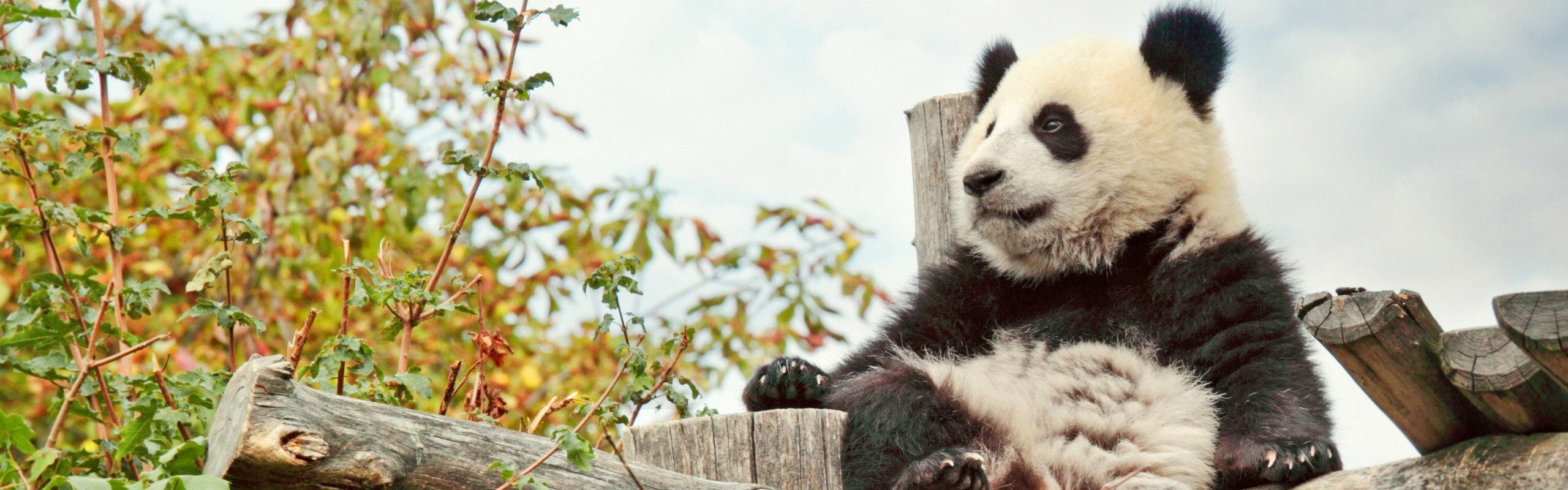 China Panda Tours 2025, Panda Volunteer Program